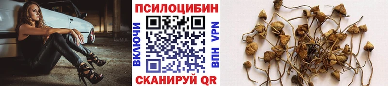 Купить закладки  Новосибирск  Псилоцибиновые грибы MAGIC MUSHROOMS 